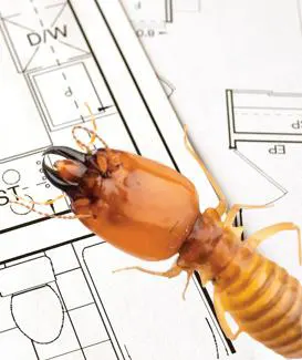 Traitement préventif termites avant construction - Traitement termites - GROUPE SAPA - Protection du bâti