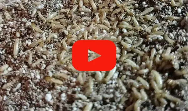 traitemzent termites groupe sapa